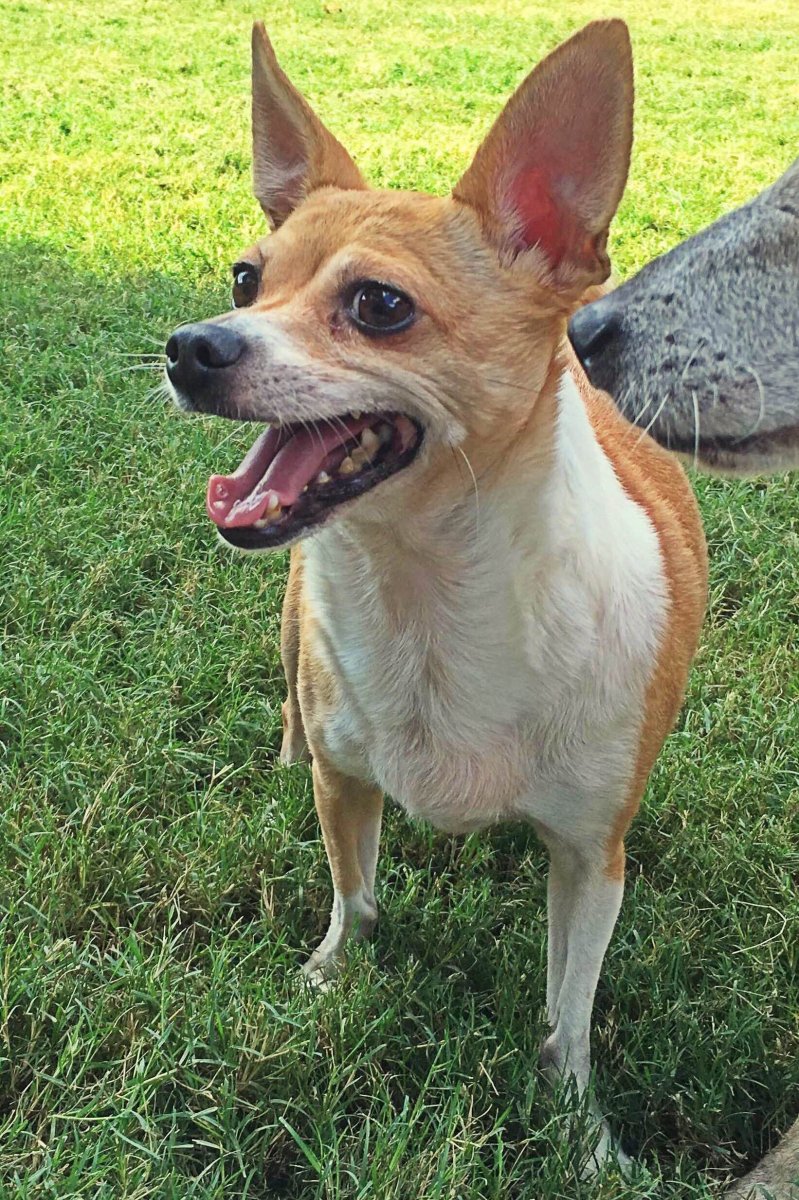 Джек-Рассел-терьер щенок