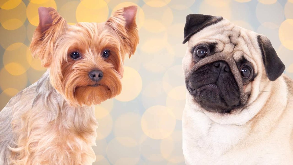 Йоркширский Мопс