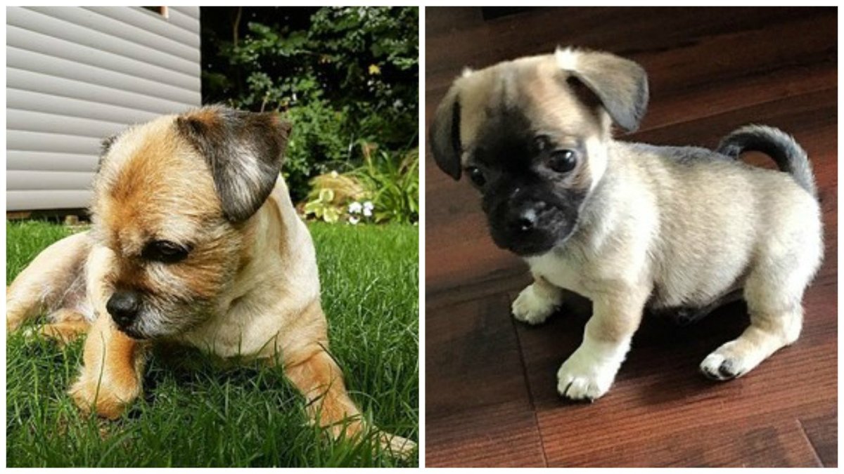 Милота собачки мопсики