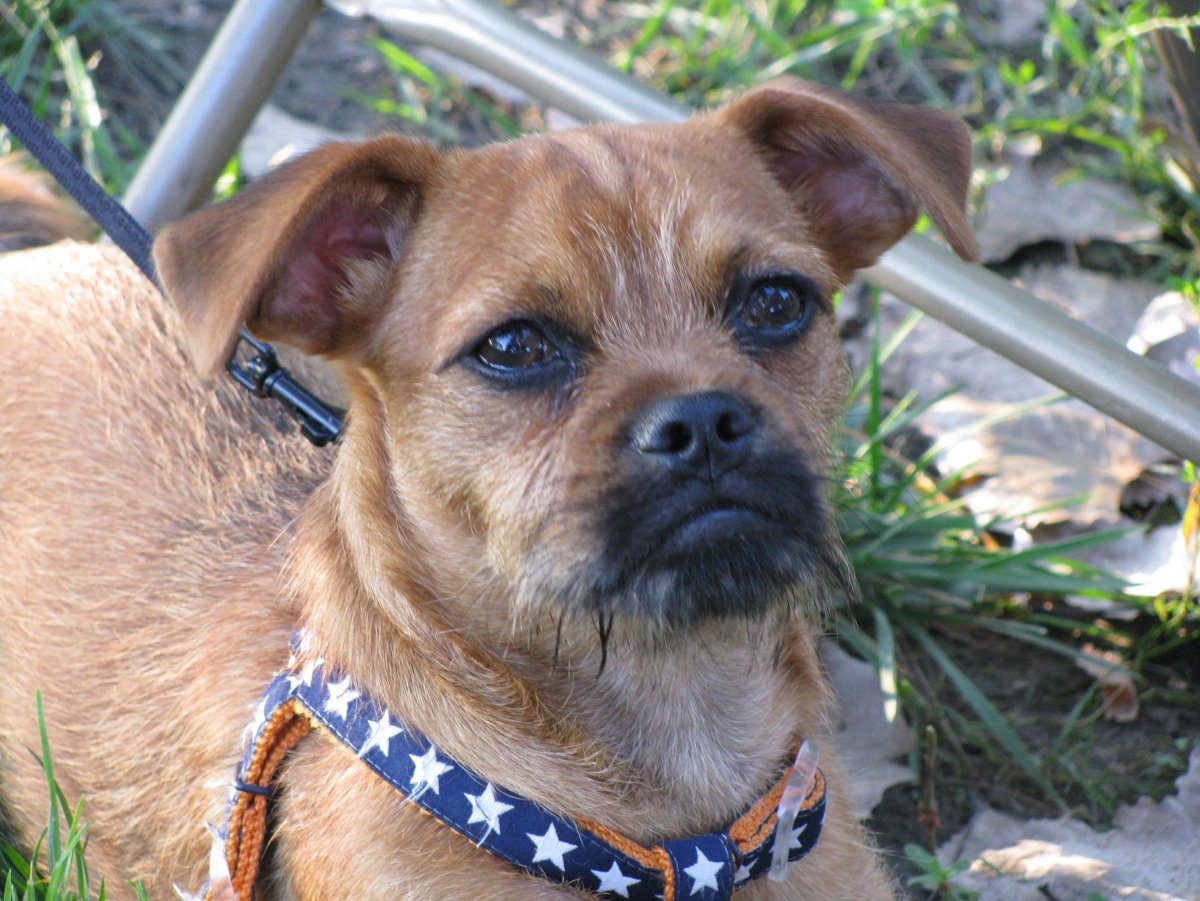 Помесь пекинеса