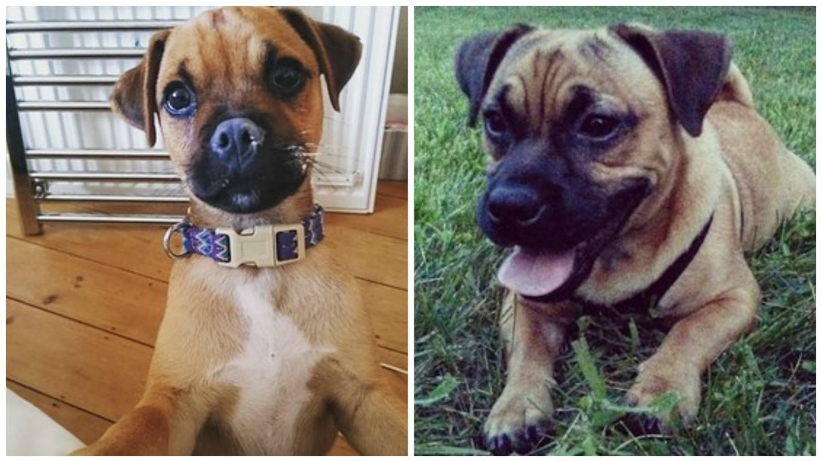 Мопс помесь с таксой