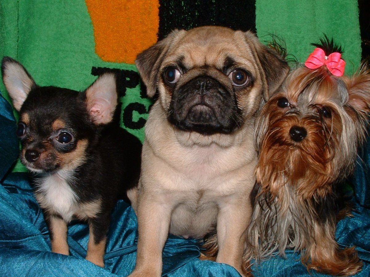 Мопс и Йоркширский терьер