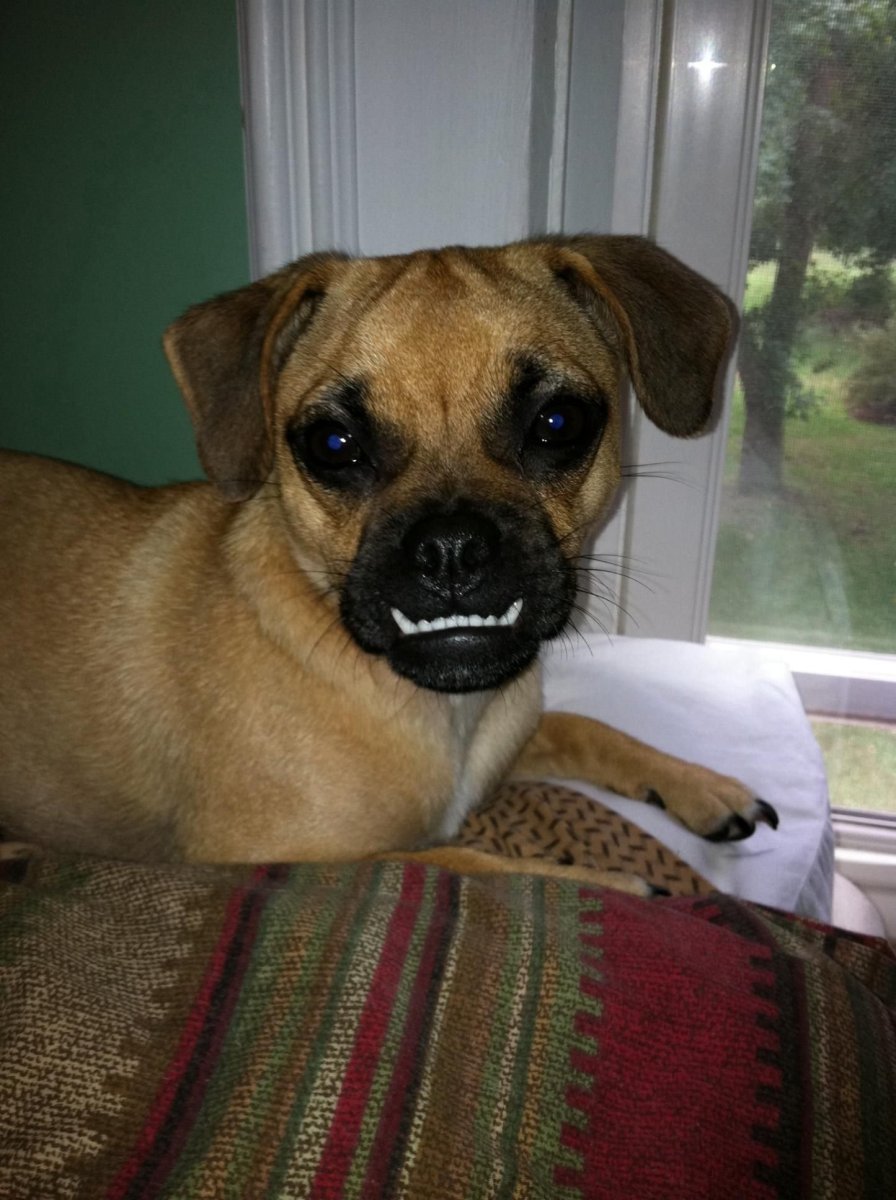 Мопс исторический