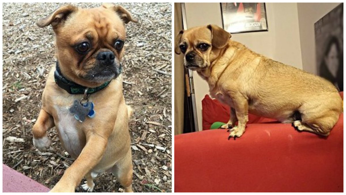 Помесь чихуахуа и пекинеса