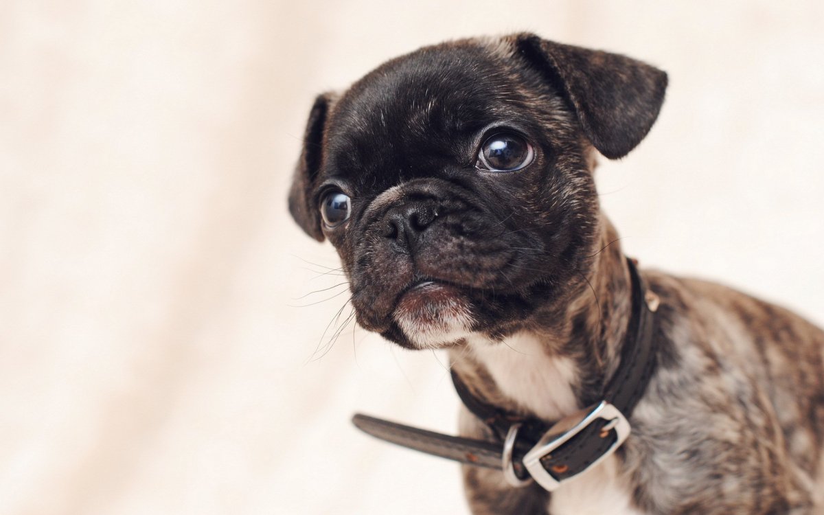 Мопс боксер