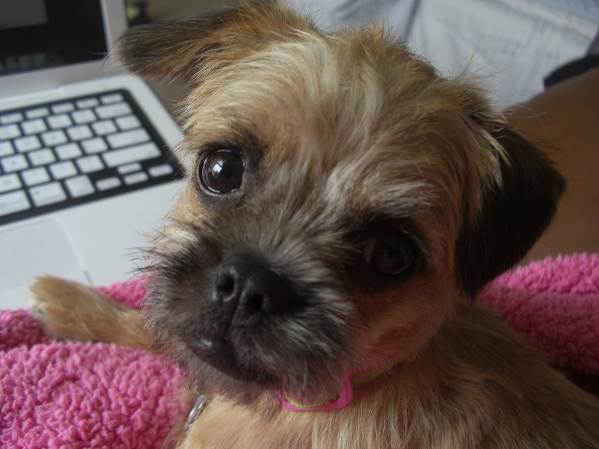 Метис ши тцу и МОПСА