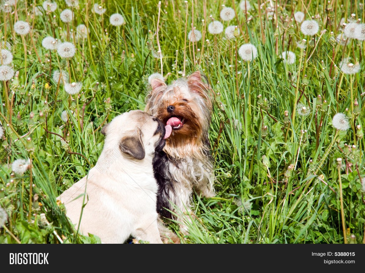 Мопс и Йоркширский терьер
