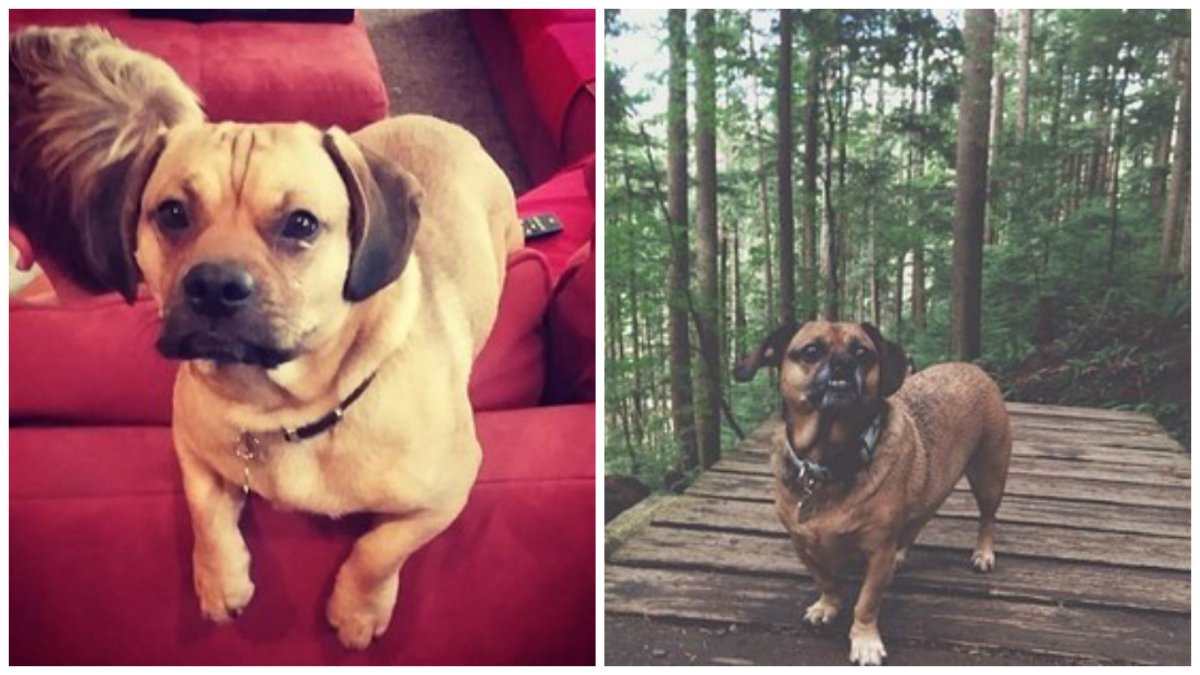 Нормандия Мопс