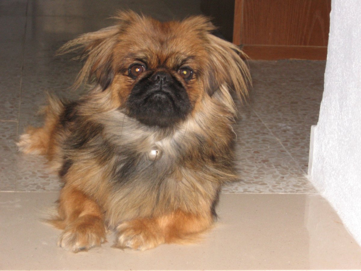 Метис МОПСА И чихуахуа