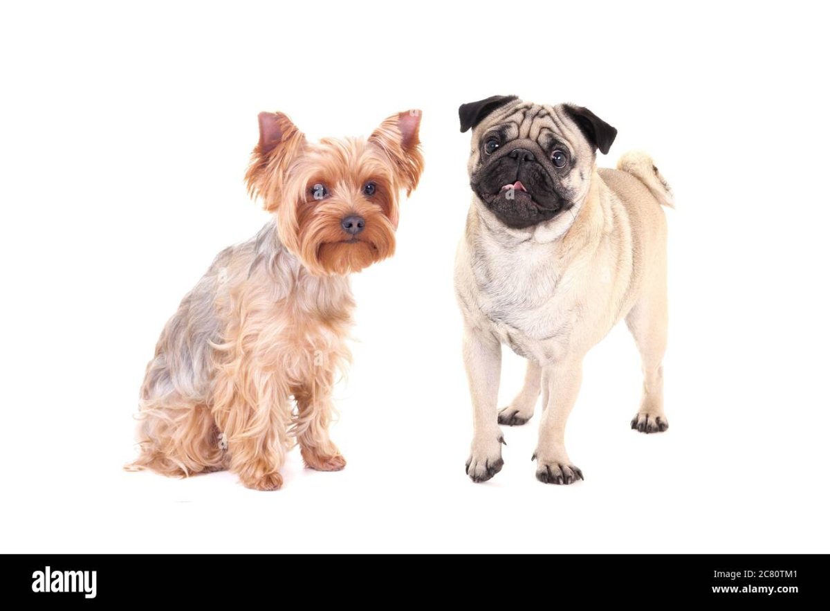 Йорк или Мопс