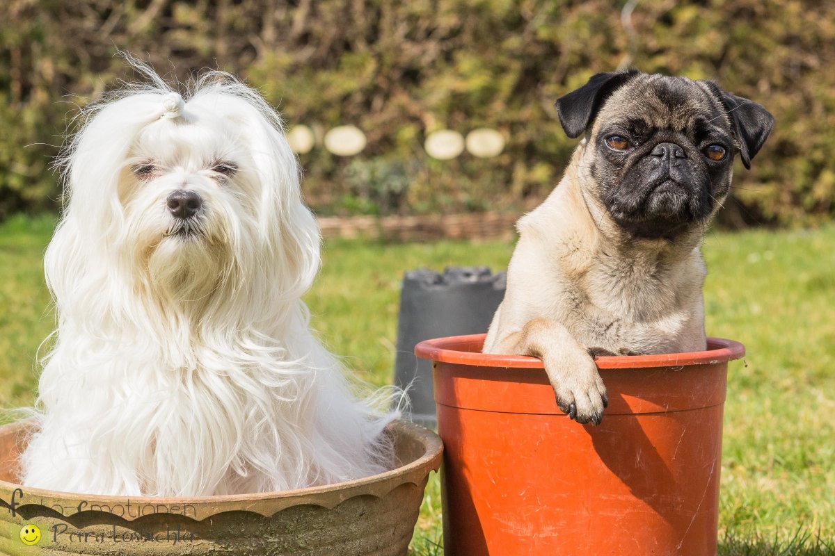 Метис Йорка и МОПСА