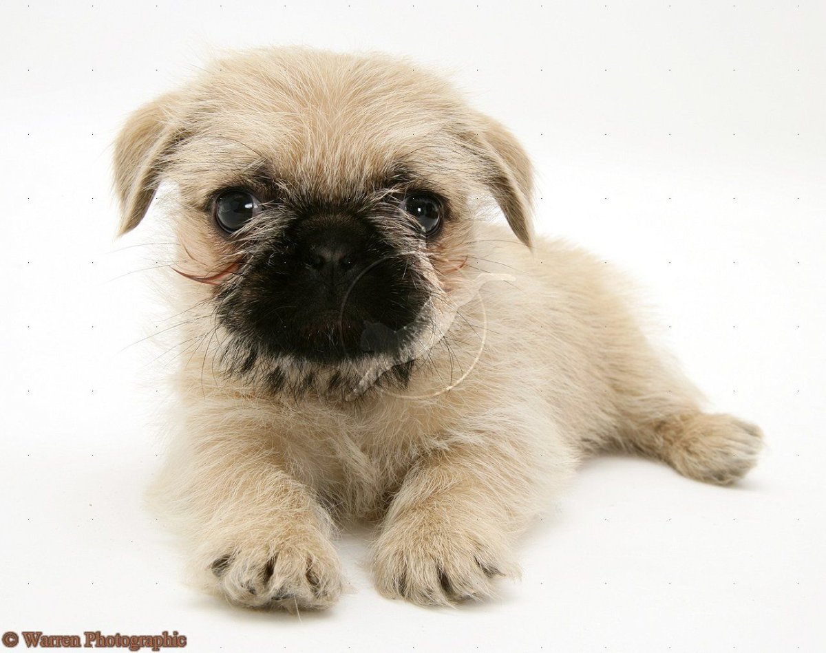 Метис ши тцу и МОПСА