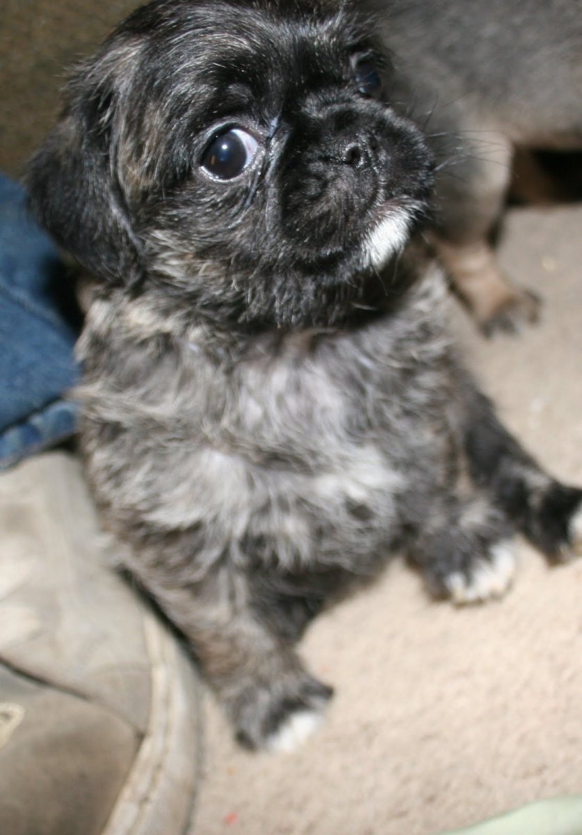 Мопс стилизованный