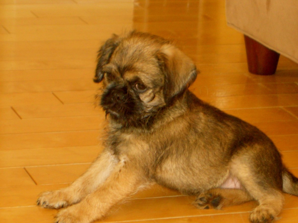 Смесь МОПСА И добермана