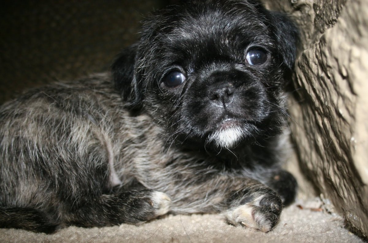 Метис МОПСА И пуделя