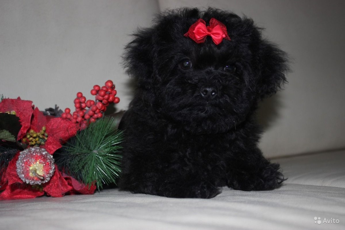 Русская цветная болонка черная