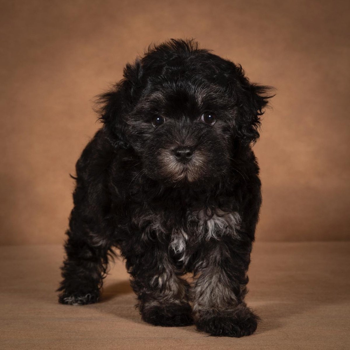 Порода собак болонка черная