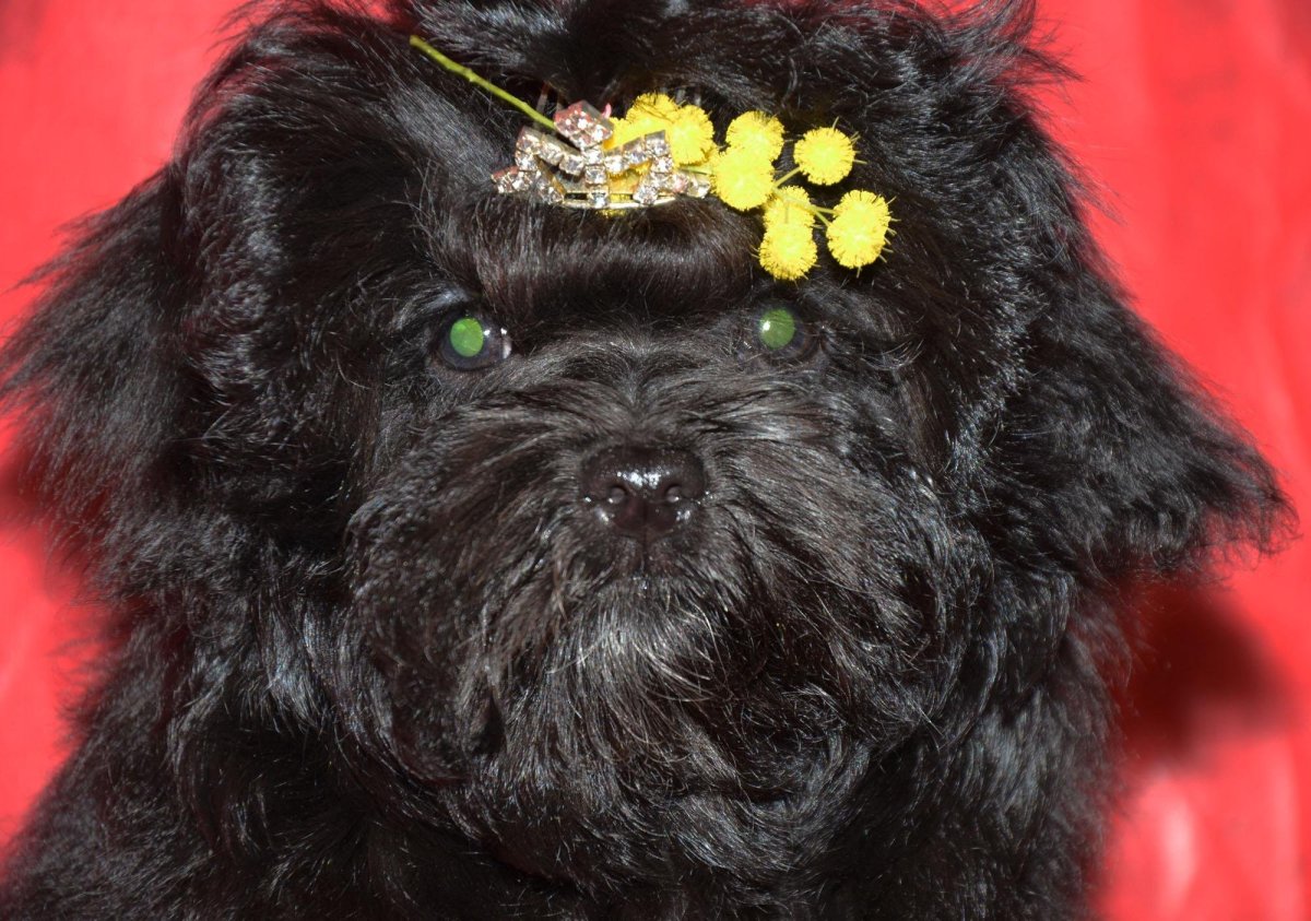 Щенок русской цветной Болонки 2 месяца