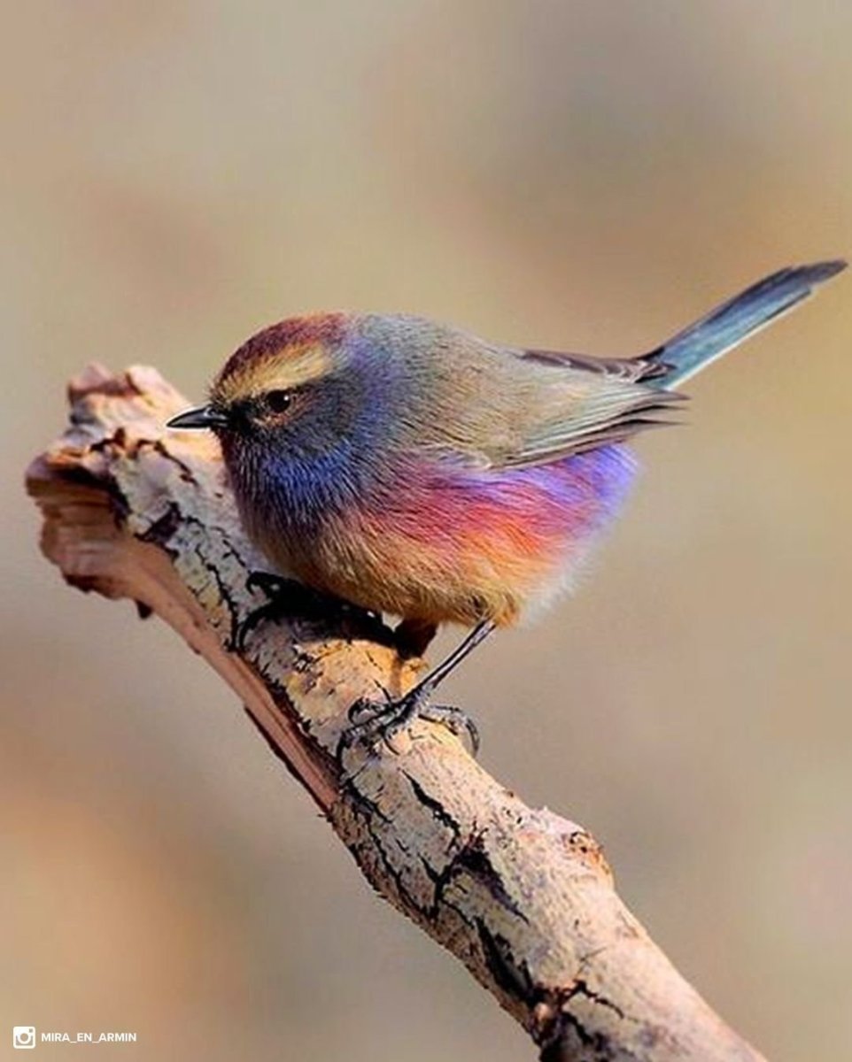 Пичуга птица