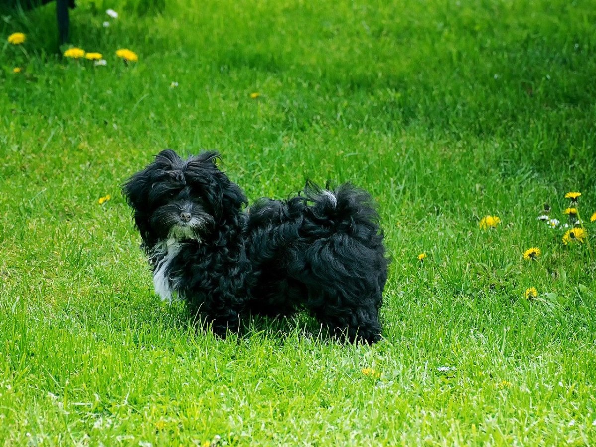 Цветная болонка черная