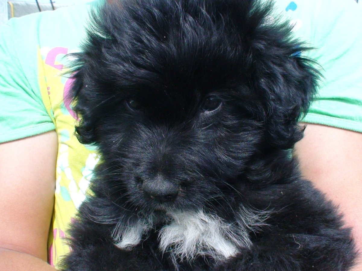 Пудель мальтипу чёрный