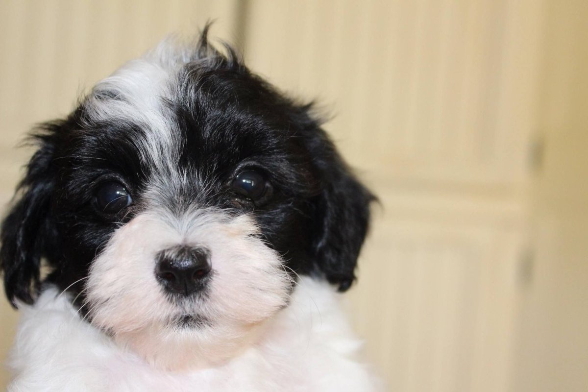 Метис шпица и Болонки черный