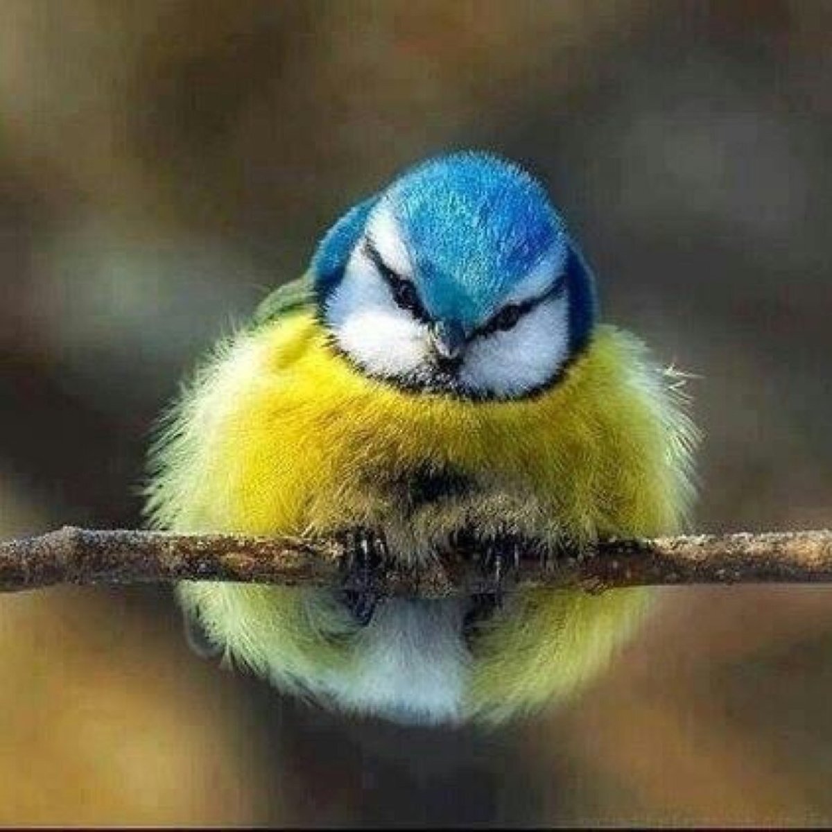 Милые птички