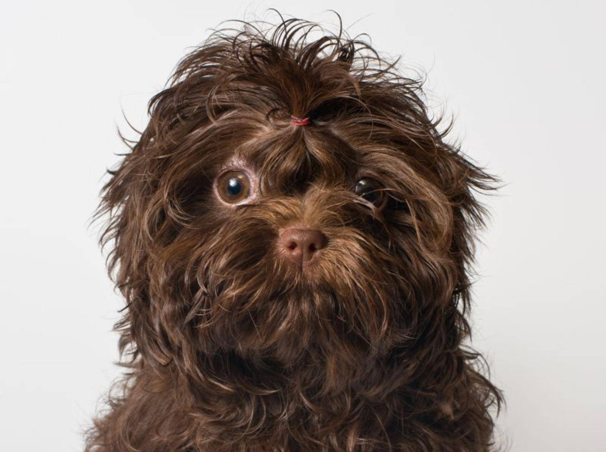 Болонка Сибирская черная