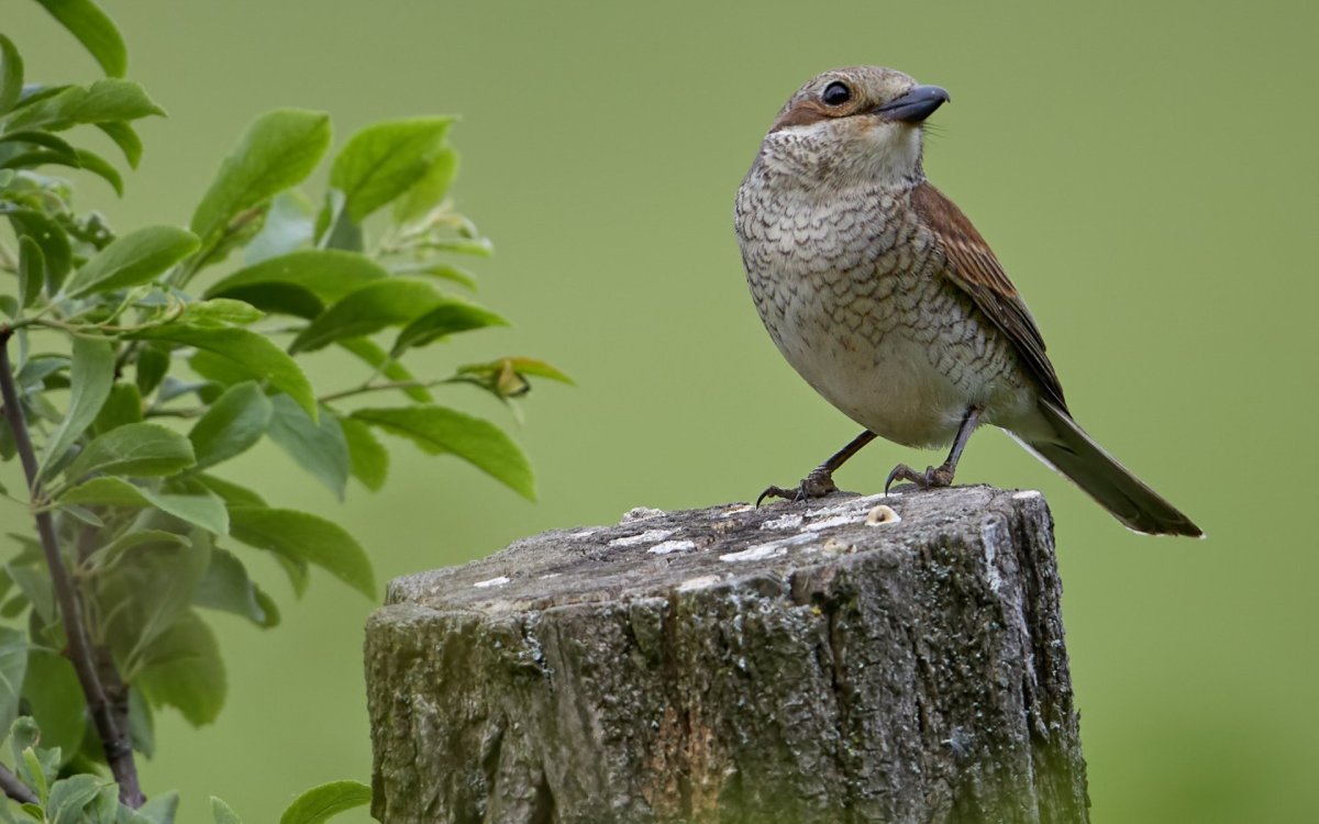 Птица пенек