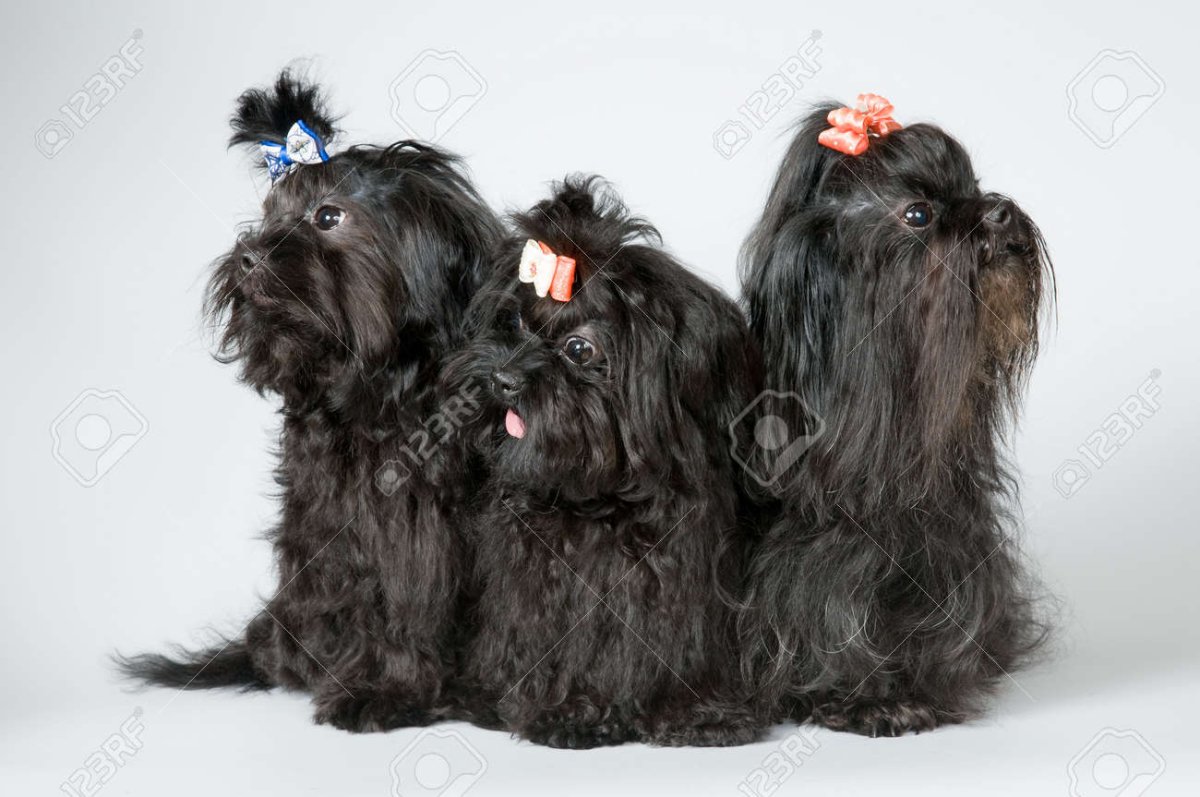 Болонка дворовая