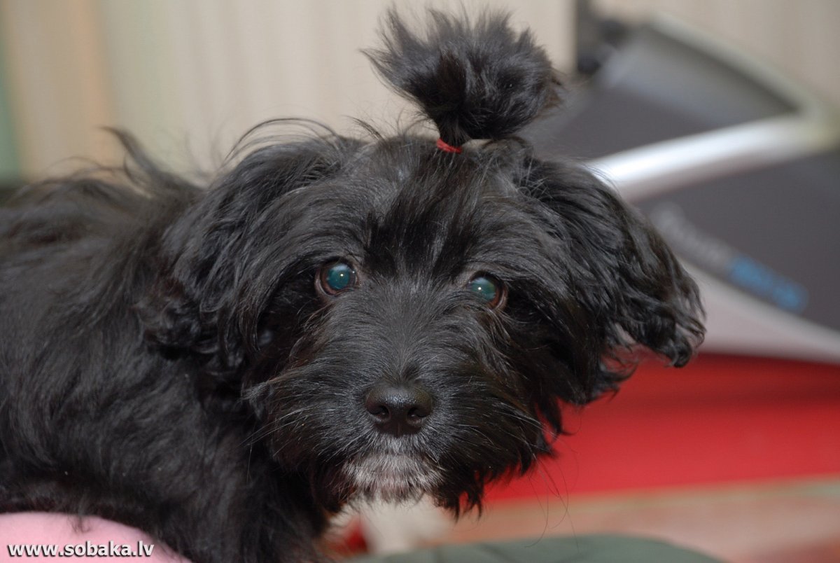 Мальтийская болонка черная