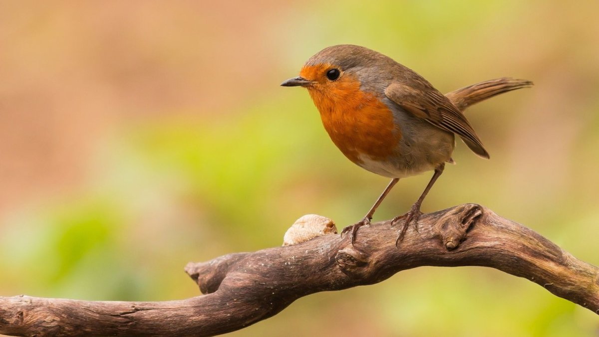 Мелкие птицы