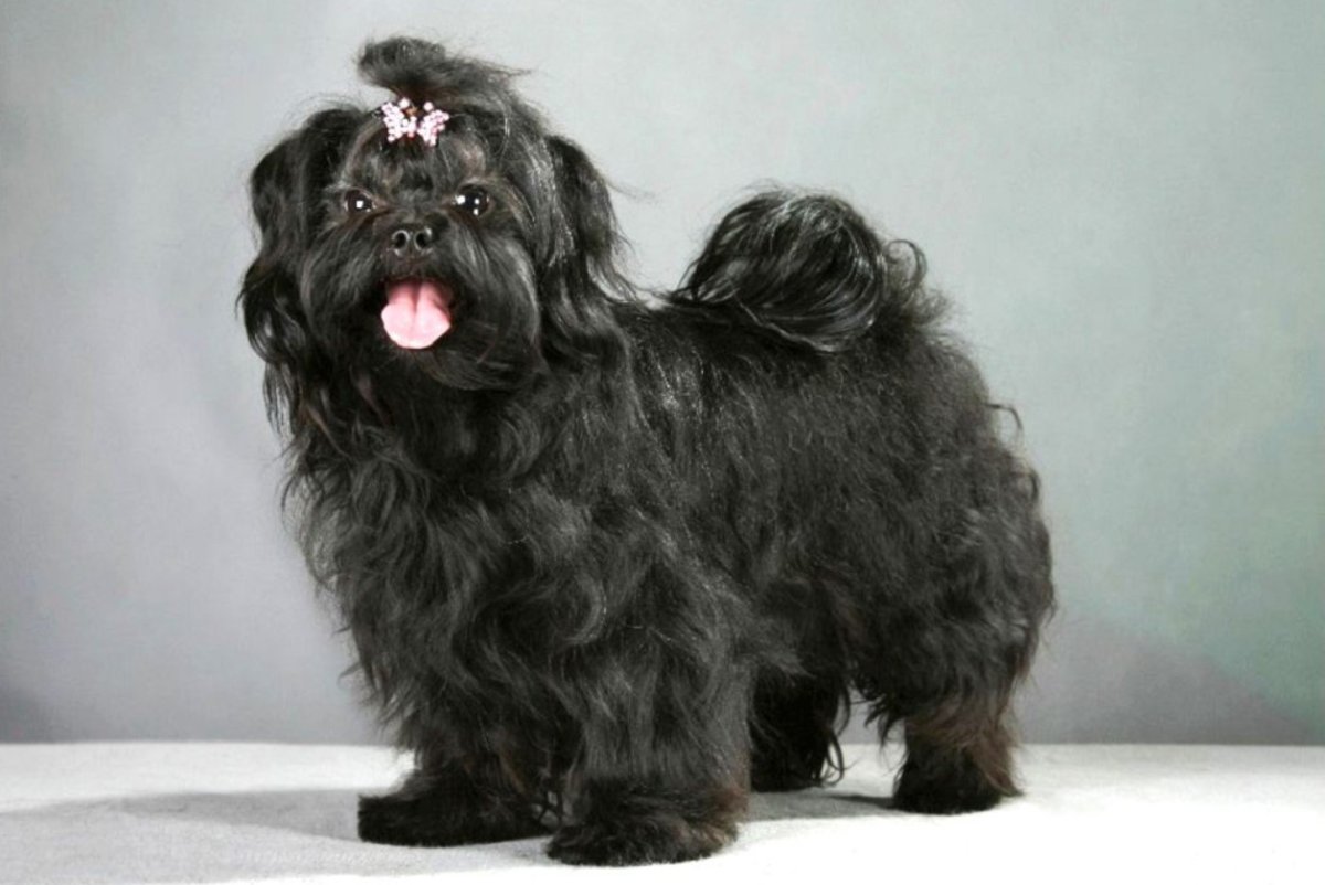 Болонка черная мальтипу