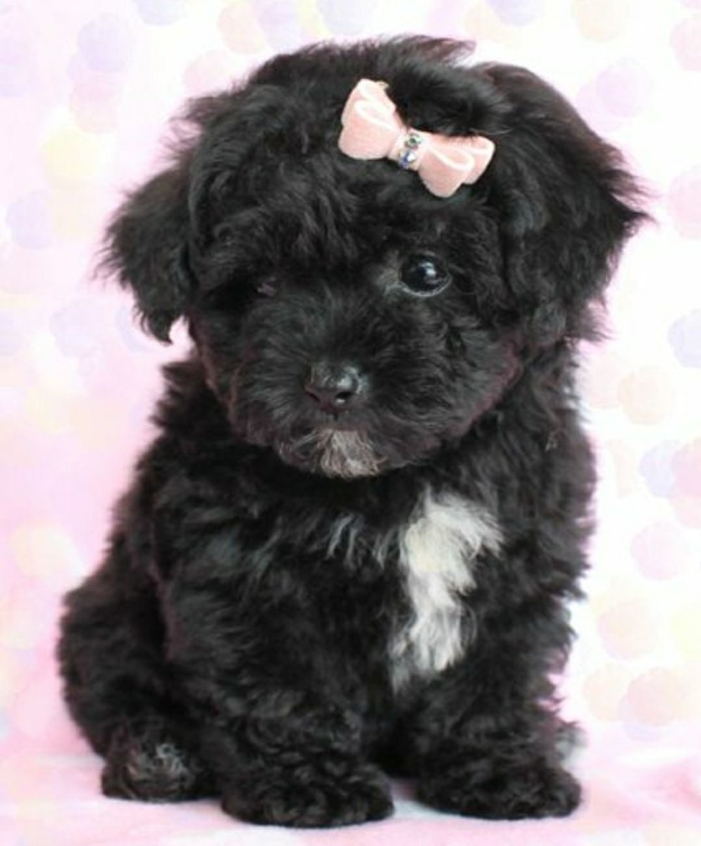 Цветная болонка черная