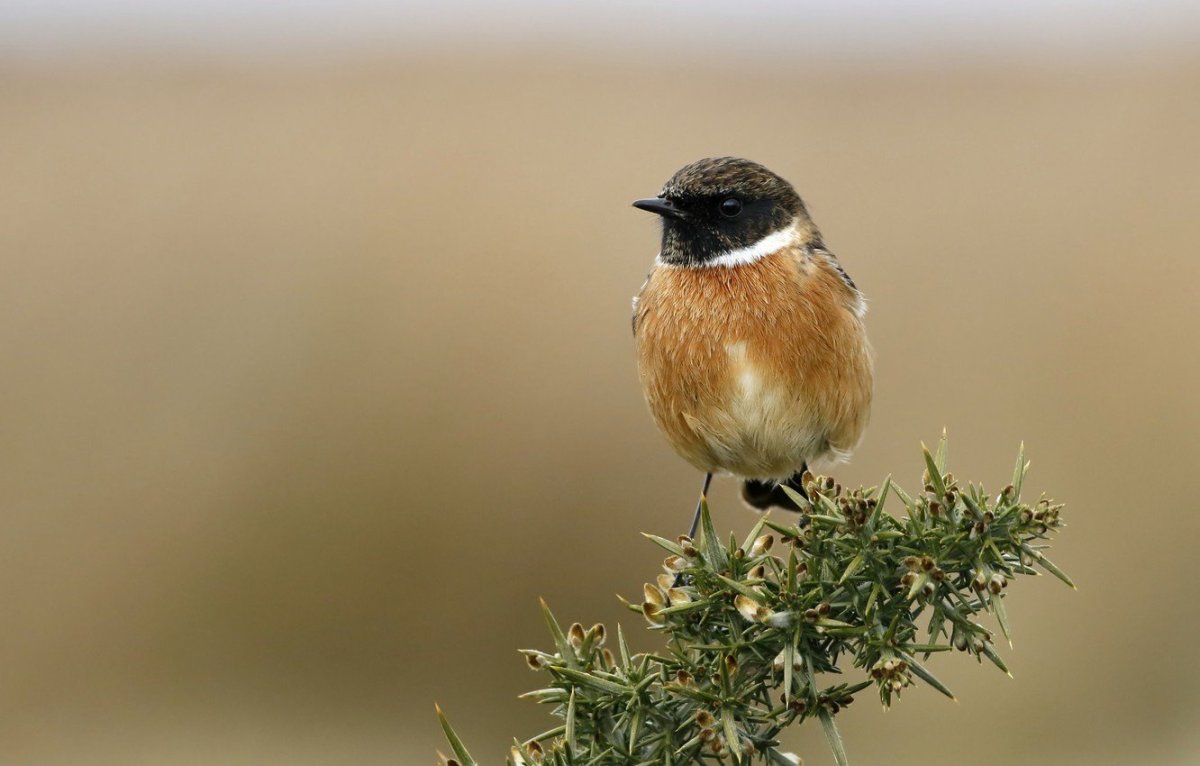 Пичуга птица