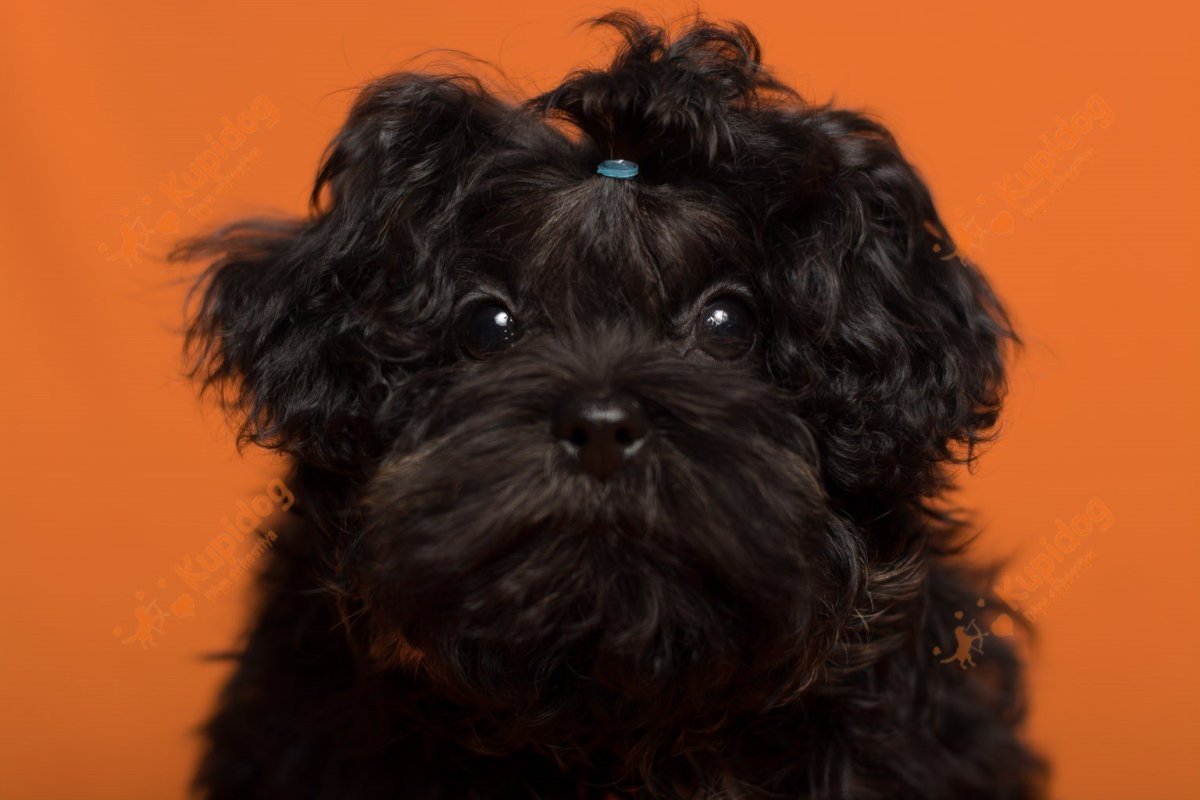 Болонки щенки черные мальтезе