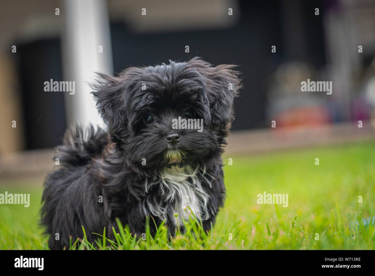 Русская цветная болонка в 4 месяца