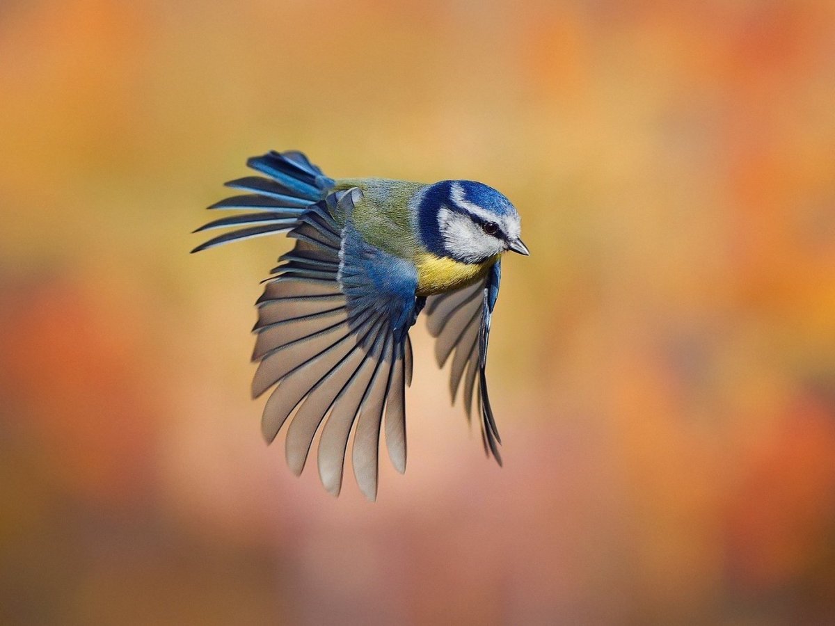 Птичка в полете