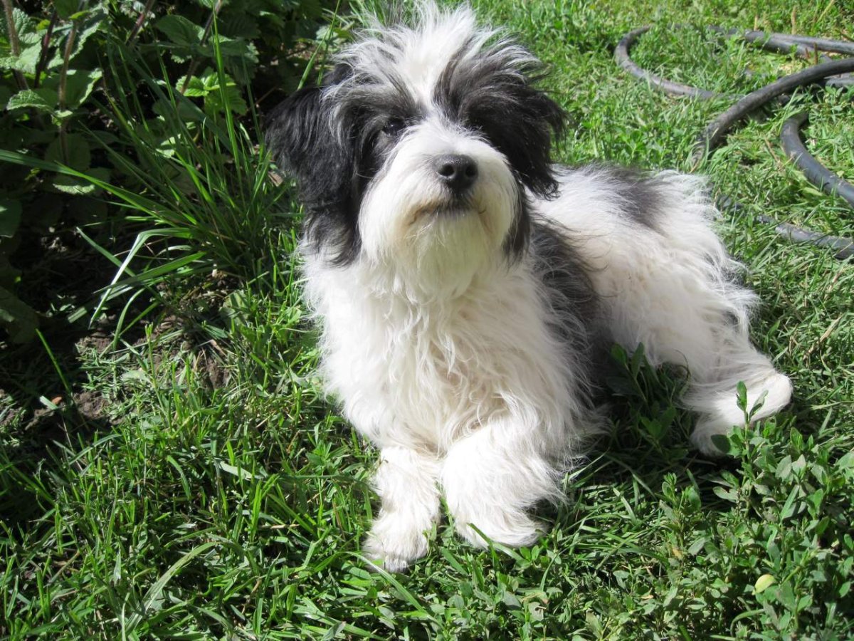 Купить русскую цветную болонку Крым