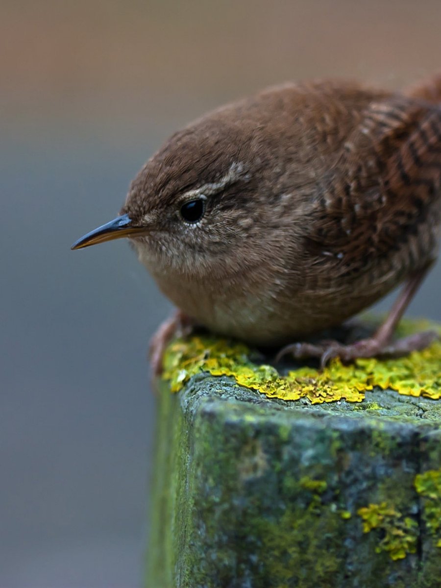 Серая маленькая птичка Wren