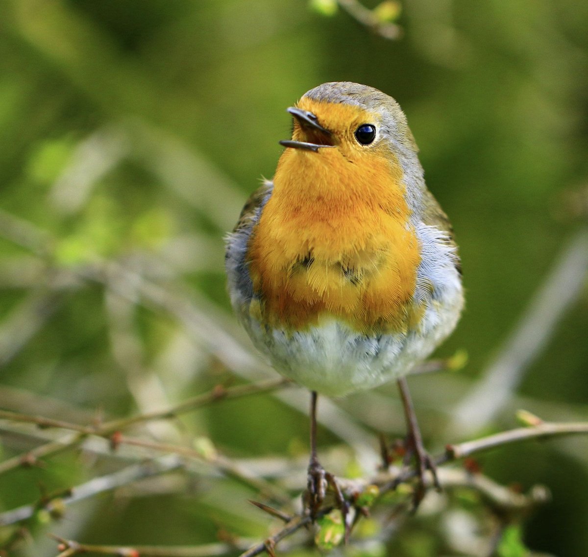 Зарянка желтая цветок