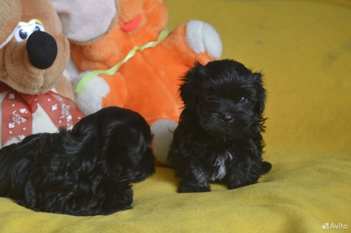 Русская цветная болонка абрикос