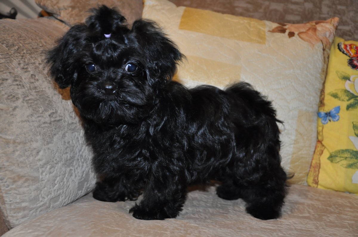 Болонка черная мальтипу