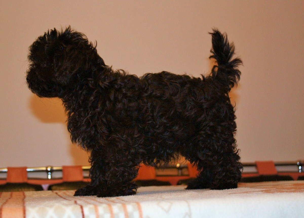 Болонка серая кучерявая