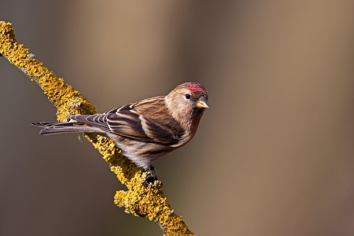 Пичуга малая птица