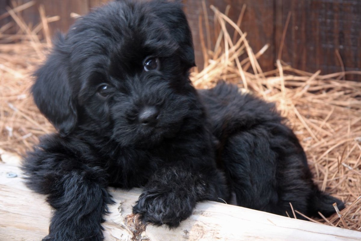 Русская цветная болонка