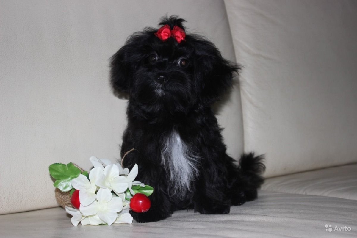 Щенки цветной Болонки фото