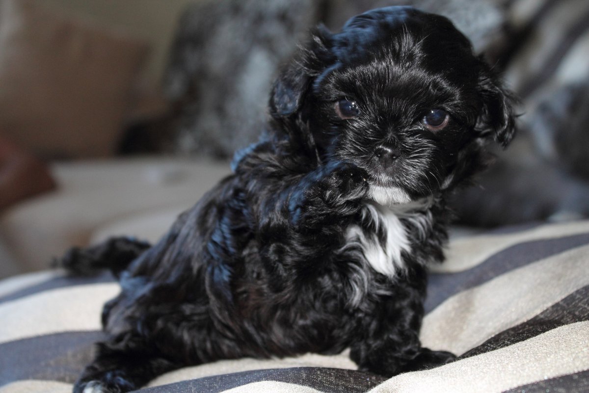 Томашевич Ольга Вячеславовна русская болонка ко ко