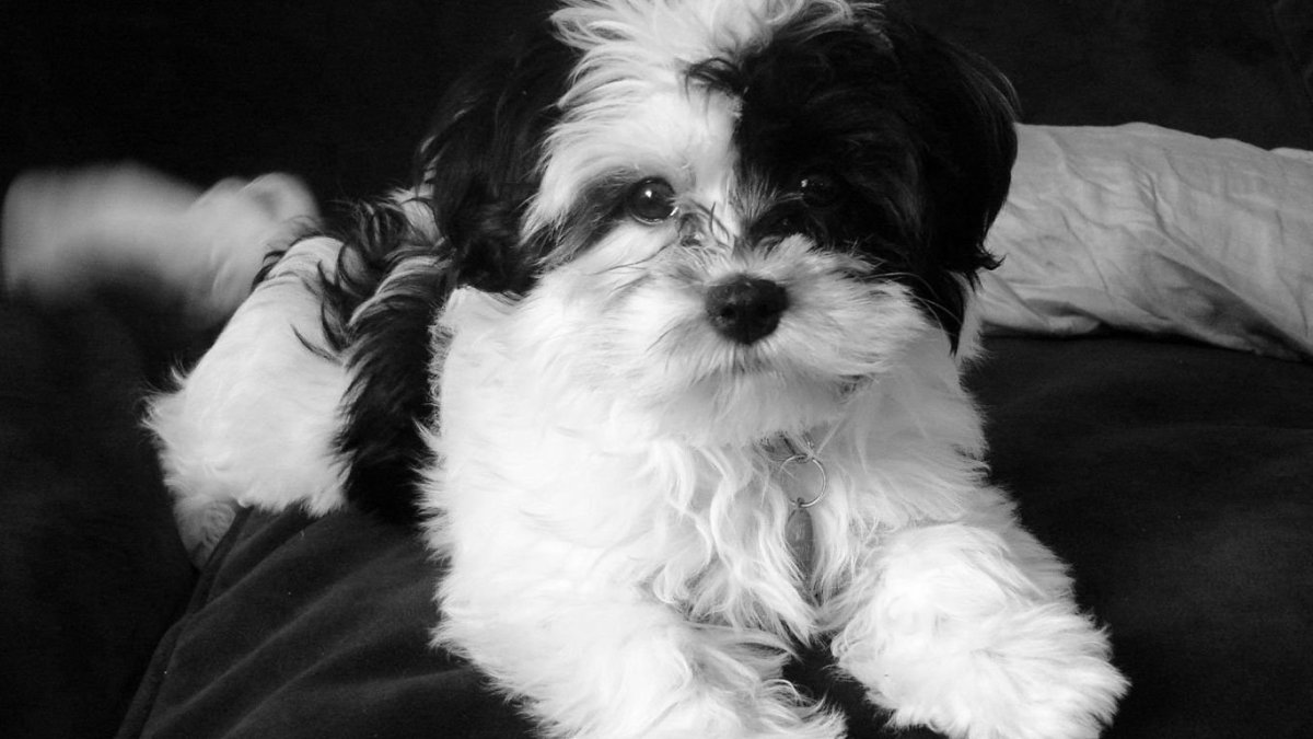 Русская цветная болонка подпалая