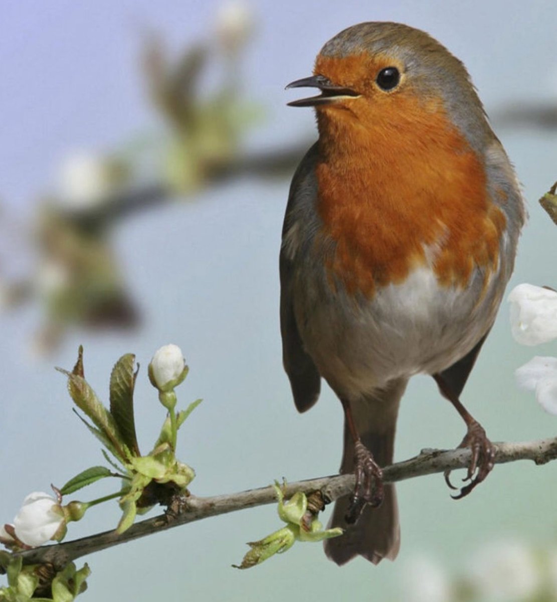 Малиновка Перелетная